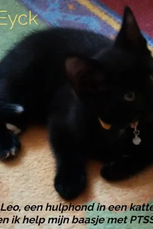 Beperkt Aanbod Ik ben Leo, een hulphond in een kattenjasje en ik help mijn baasje met PTSS